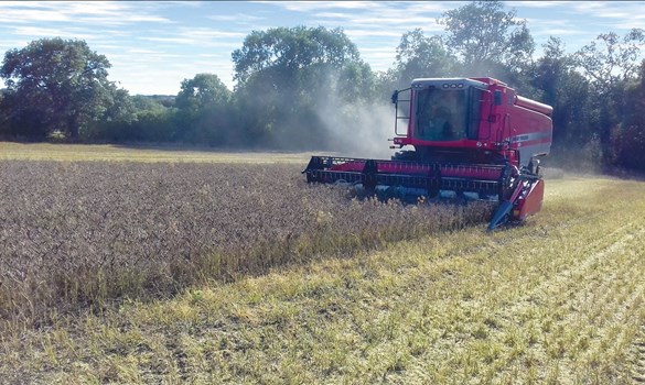 Red combine harvester in a field of lupins